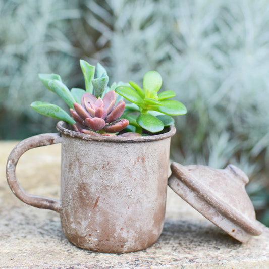 Cooking Pot Planter With Succulents