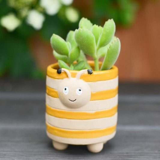 Bumble Bee Plant Pot With Choice Of Plant