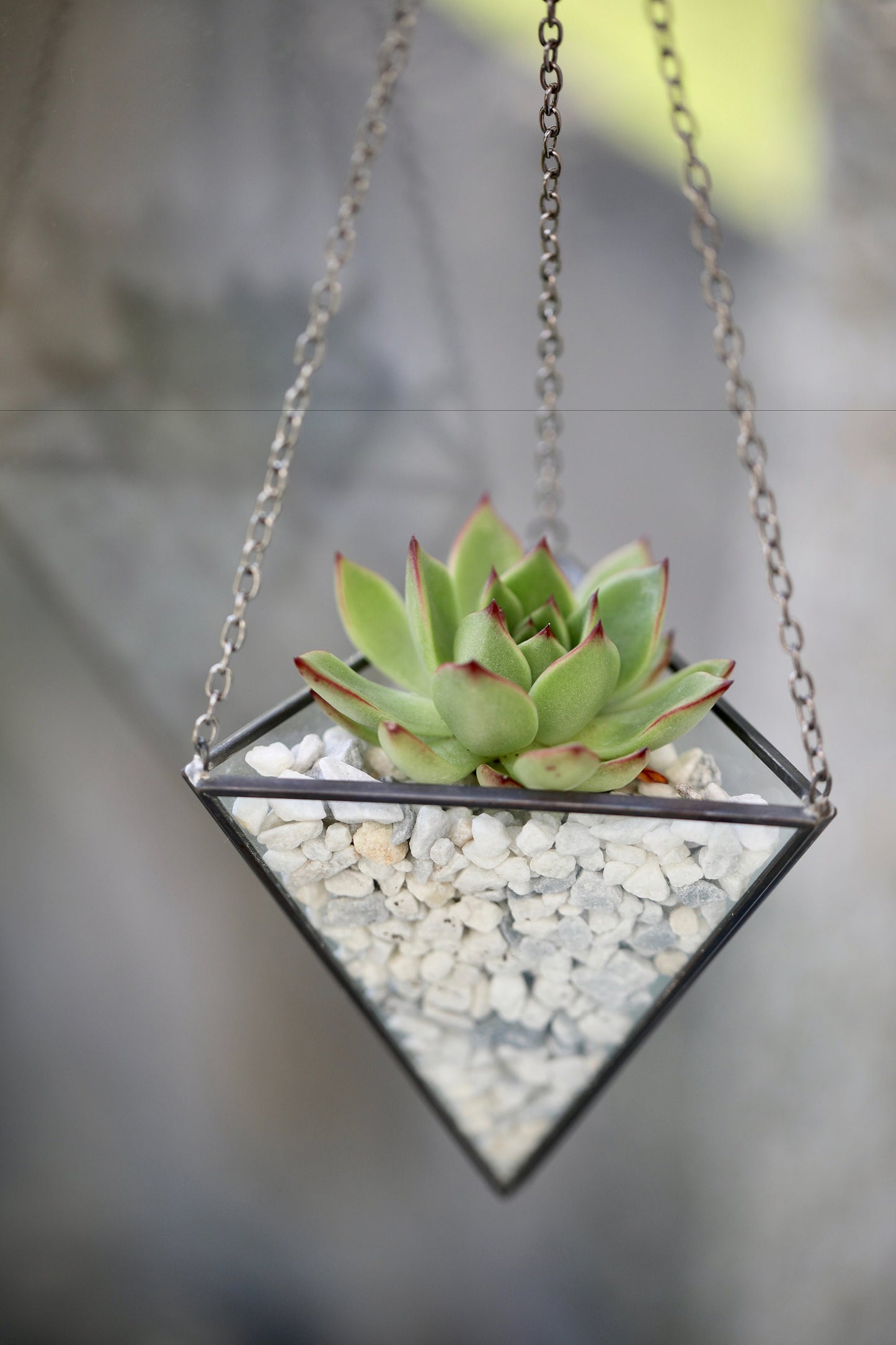 Succulent Terrarium Kit in a Hanging Glass Vase
