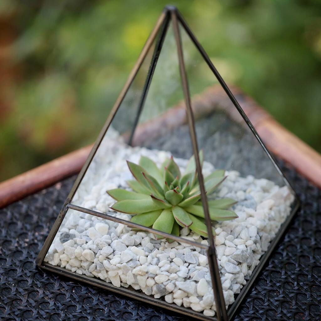 Succulent Terrarium Kit