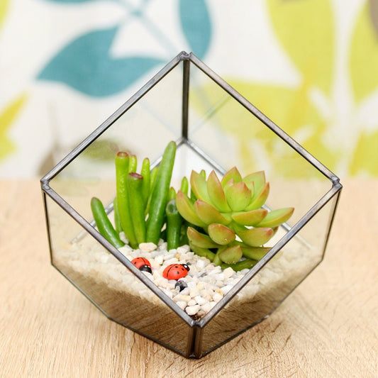Succulent Terrarium Kit in a Geometric Cube Glass Vase
