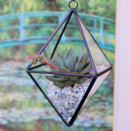 Succulent Terrarium in a Hanging Geometric Vase