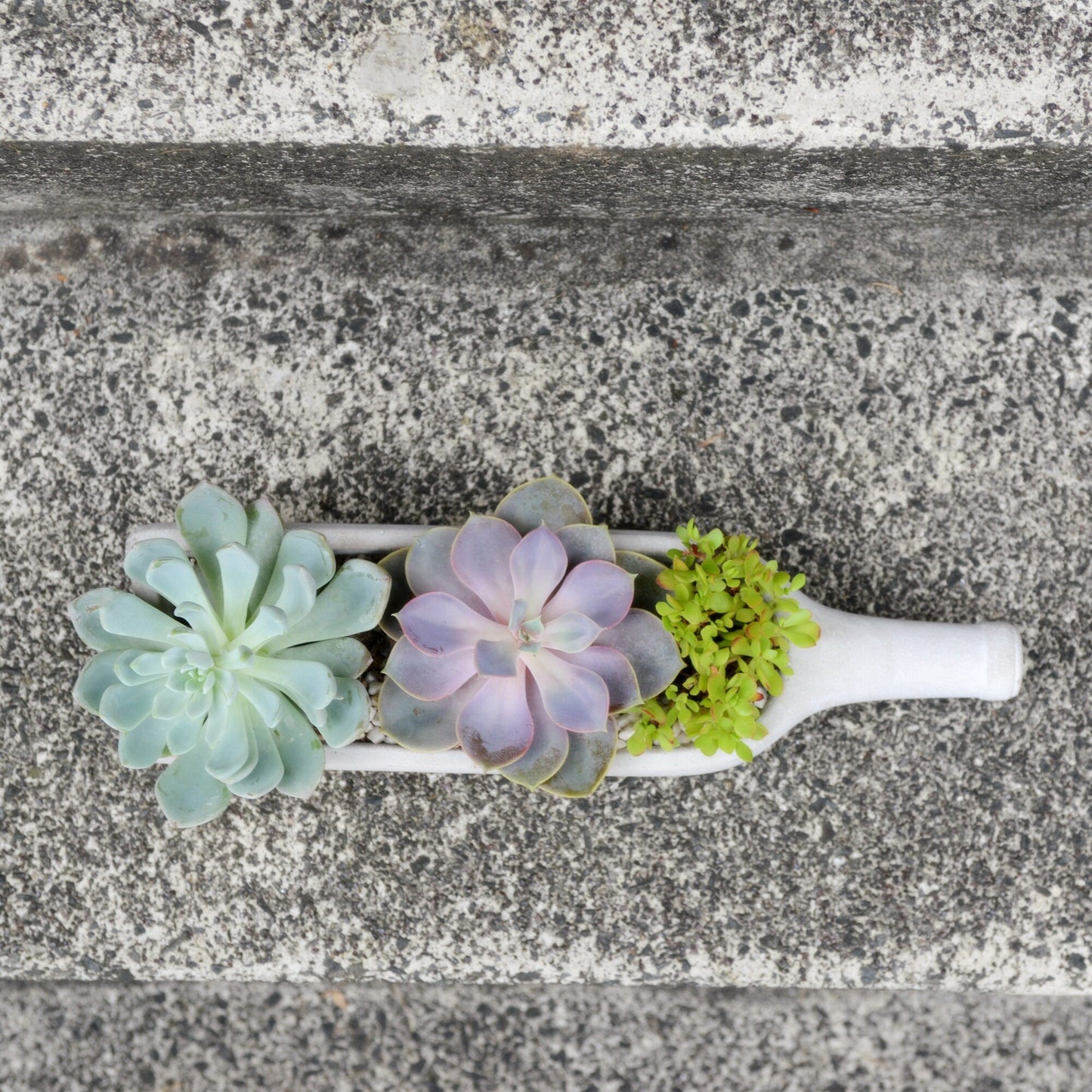 Succulents in a Concrete Wine Bottle Shaped Planter