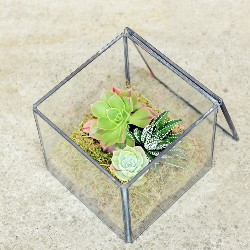 Succulent Terrarium Kit in a Glass Cube Vase