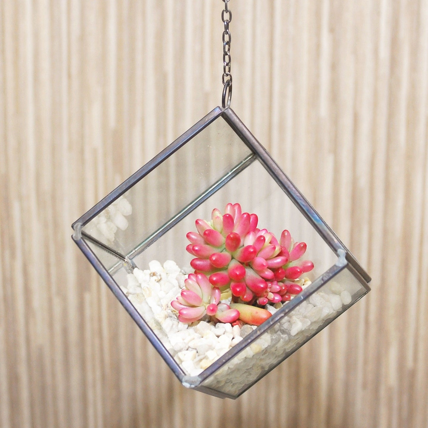 Succulent Terrarium Kit in a Hanging Cube Glass Vase