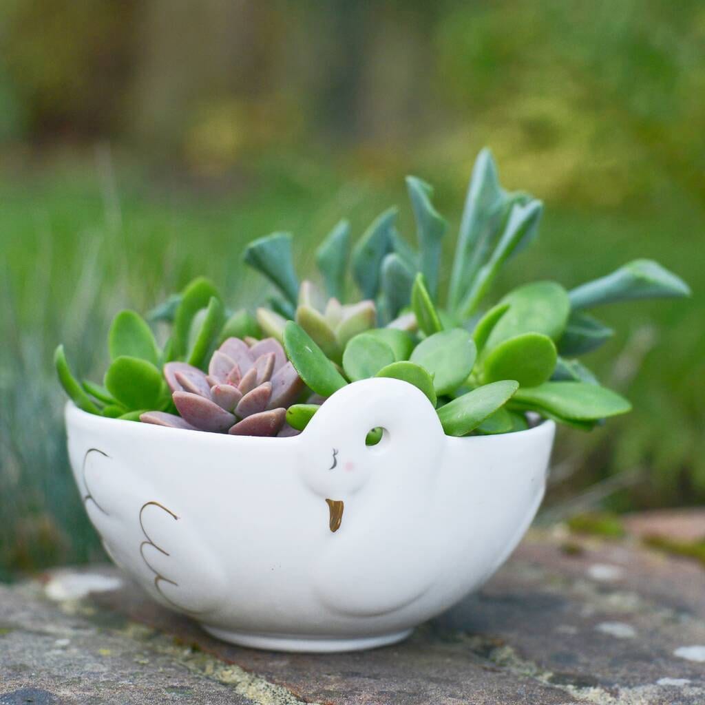 Succulents in a Cereal Bowl Planter