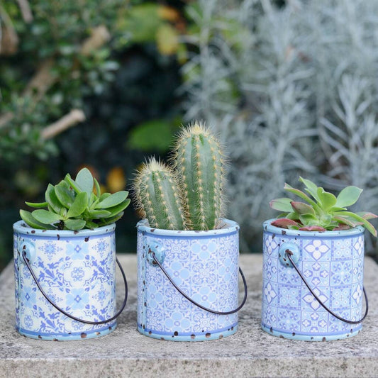 Set of Three Blue Planters With Succulents Cacti