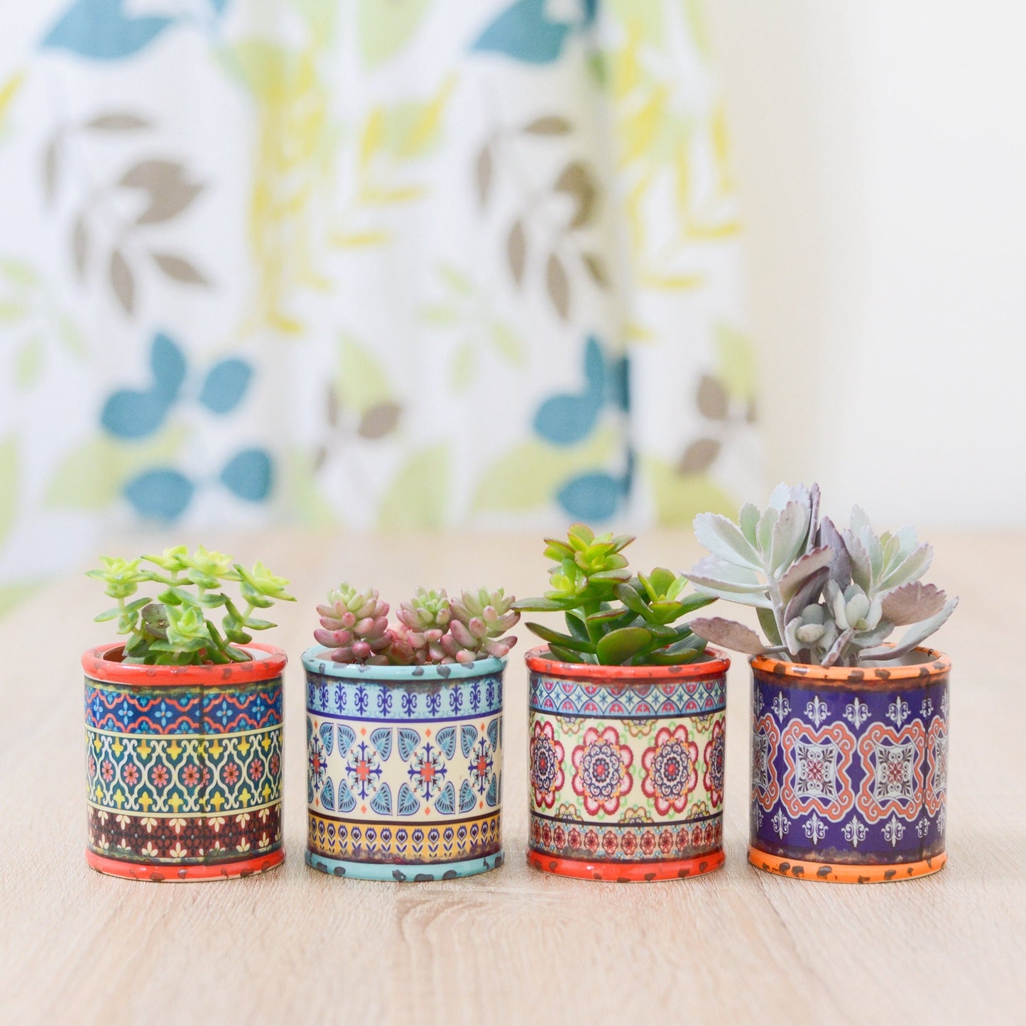 Set of Four Colourful Planters With Succulents