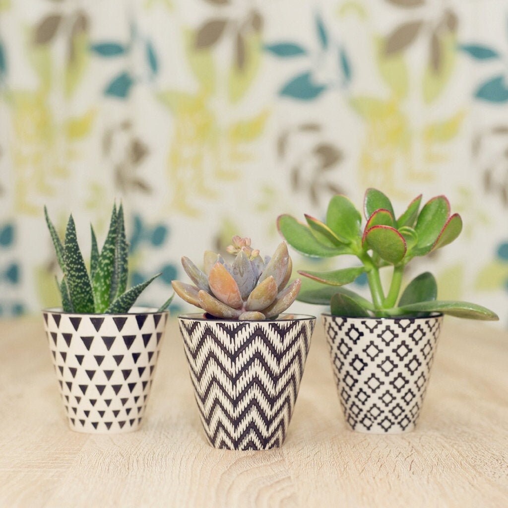 Set of Three Small Planters With Succulents Cacti