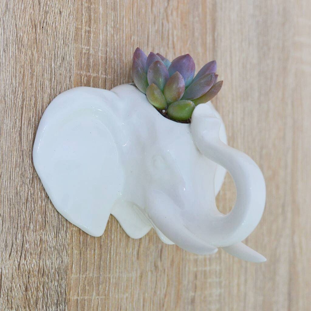 Elephant Head Wall Hanging Planter With Succulent or Air Plant