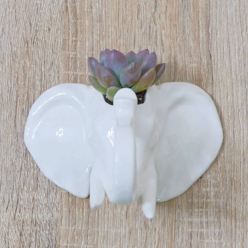 Elephant Head Wall Hanging Planter With Succulent or Air Plant