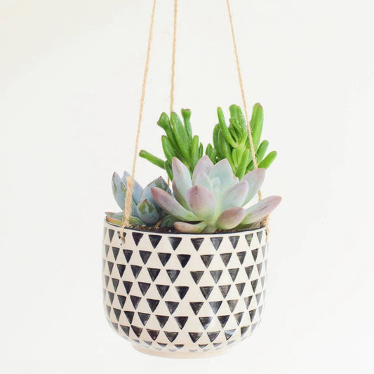 Succulents in Geo Print Hanging Planter