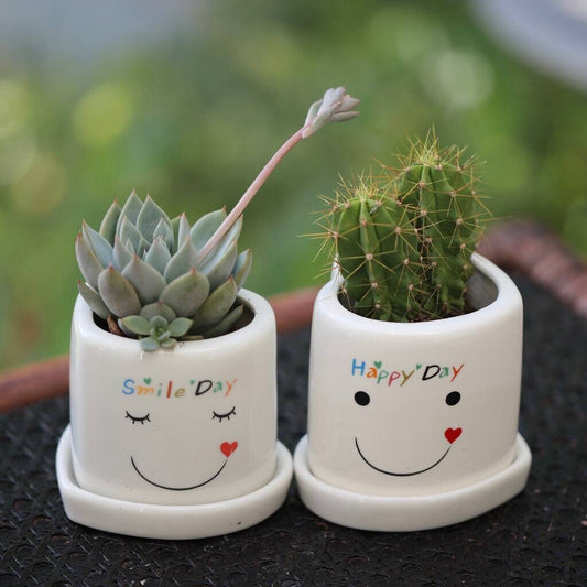 Smiley face Plant Pot With Succulent or Cactus