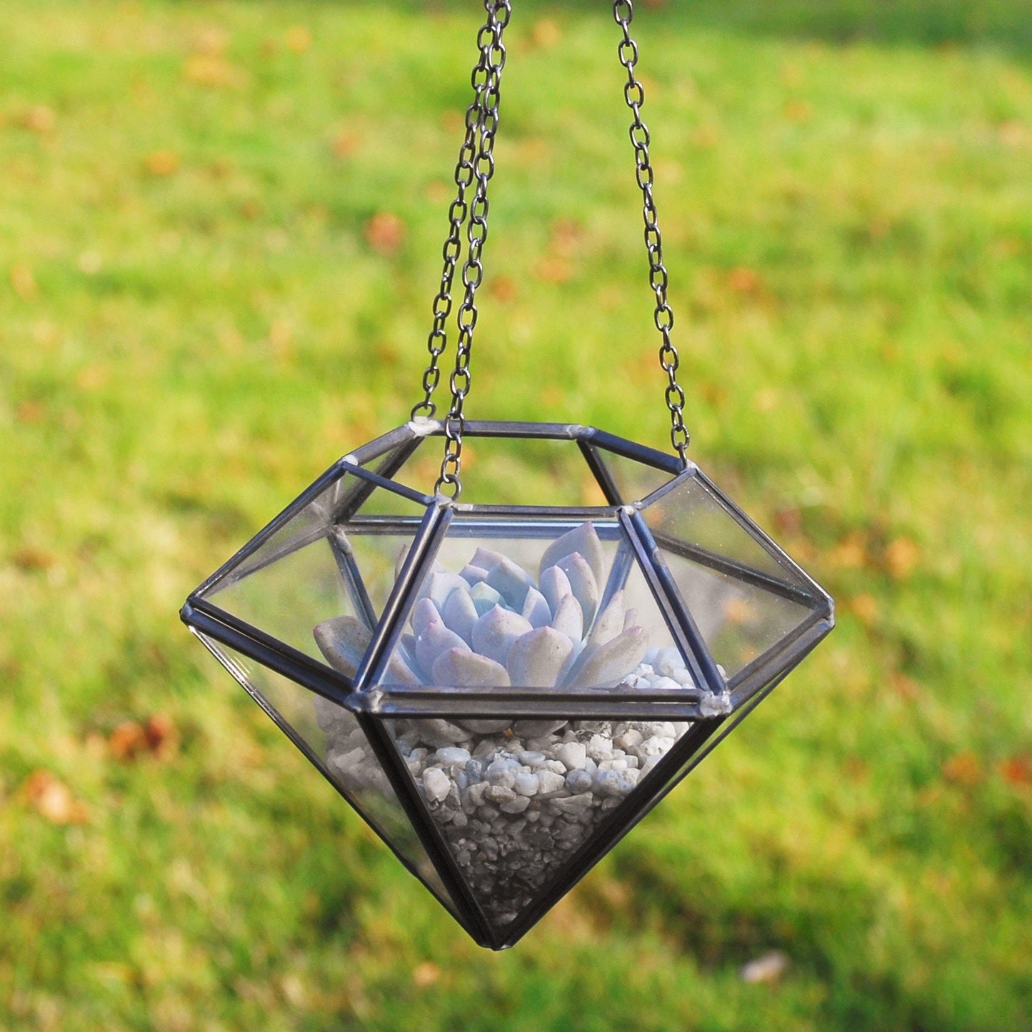 Succulent Terrarium Kit in a Hanging Diamond Shaped Glass Vase