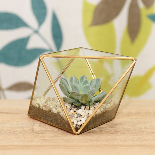 Succulent Terrarium in a Brass Geometric Vase