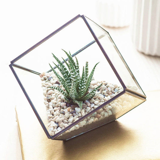 Succulent Terrarium in a Geometric 3D Glass Cube Vase