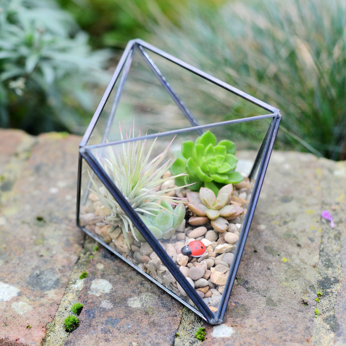 Succulent Air Plant Mixed Terrarium Kit in a Geometric Glass Vase