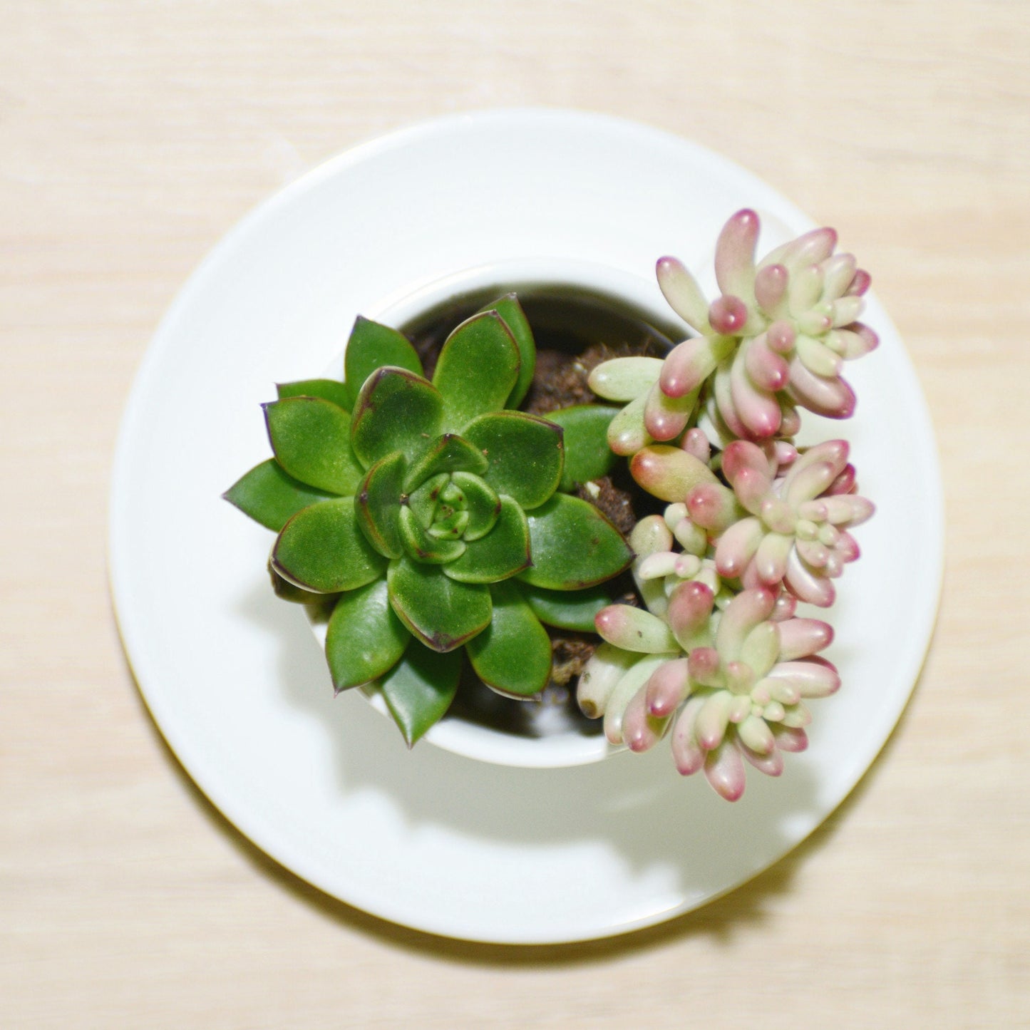 Succulents in a Coffee Cup