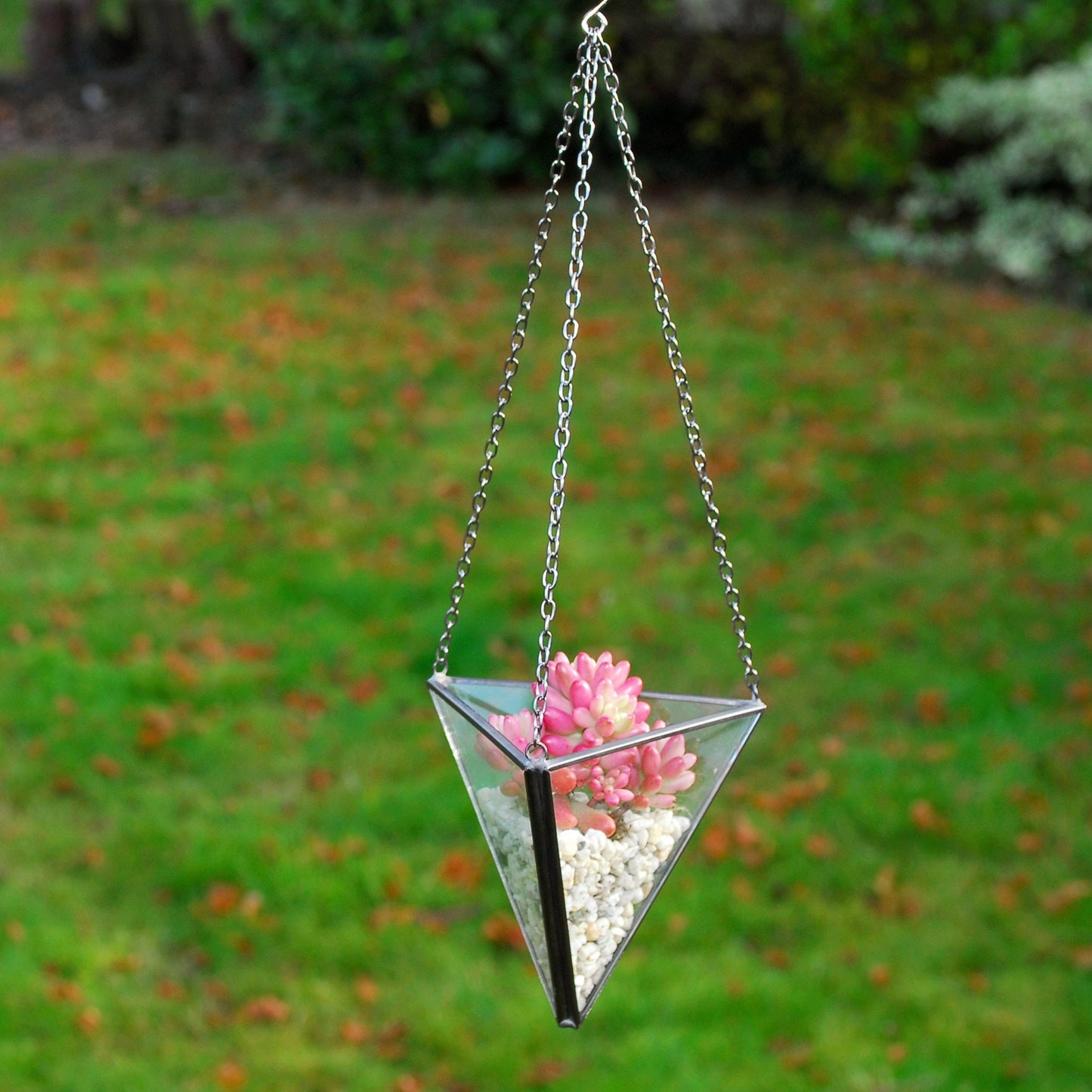 Succulent Terrarium Kit in a Hanging Glass Vase
