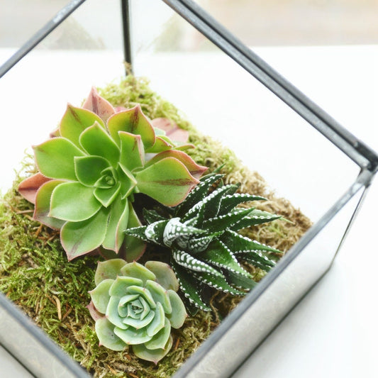 Succulent Terrarium Kit in a Glass Cube Vase