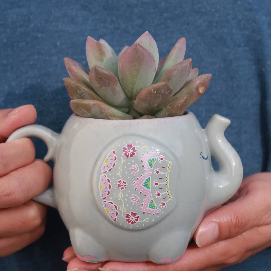 Succulent in a Grey Elephant Mug Planter