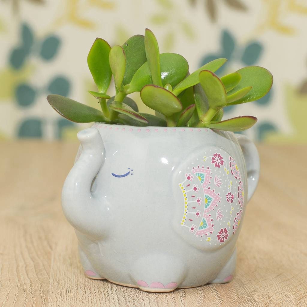 Succulent in a Grey Elephant Mug Planter