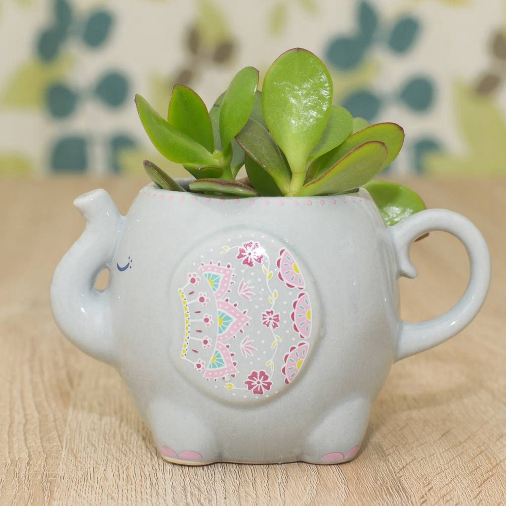 Succulent in a Grey Elephant Mug Planter