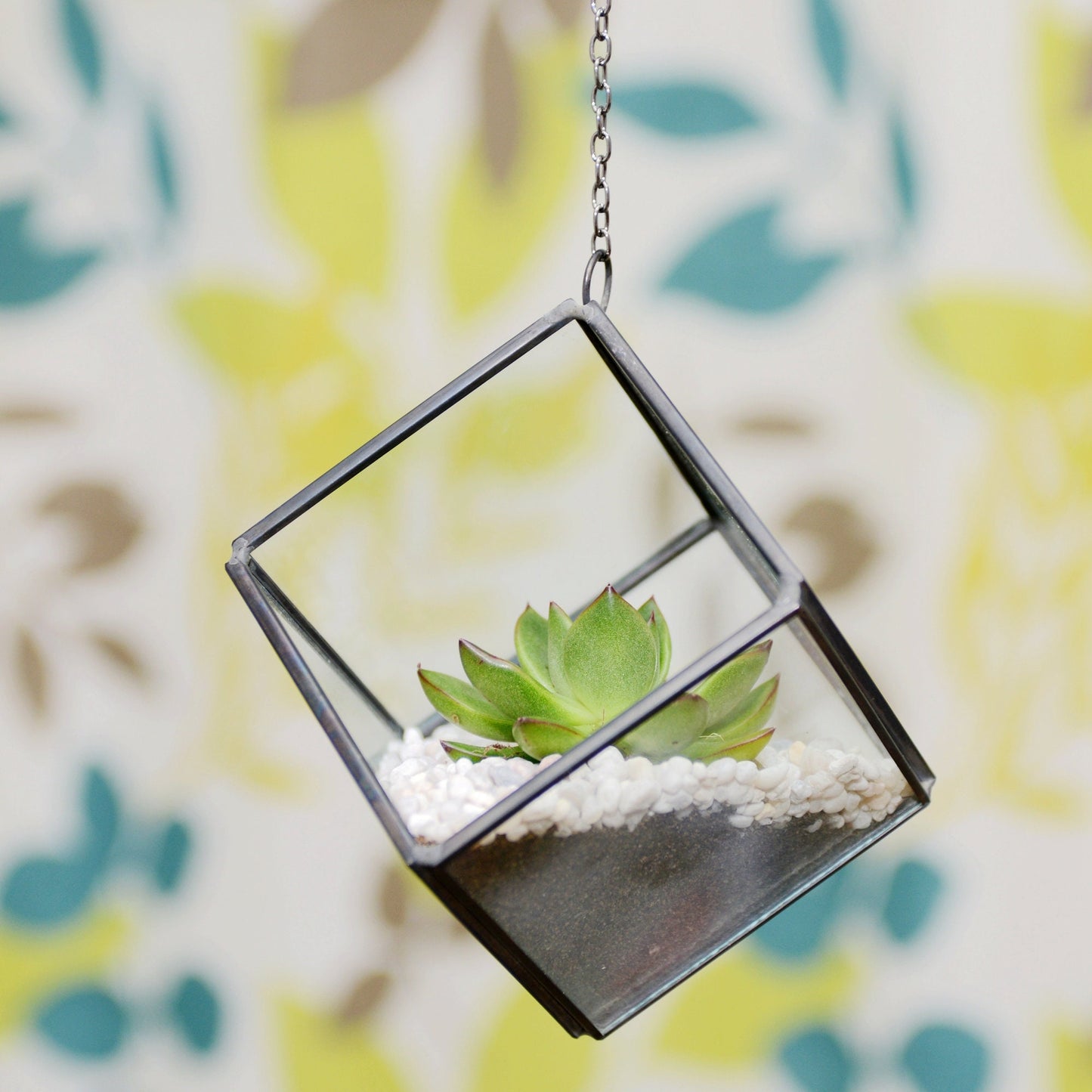 Succulent Terrarium Kit in a Hanging Cube Glass Vase