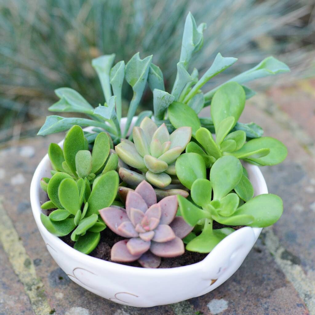 Succulents in a Cereal Bowl Planter