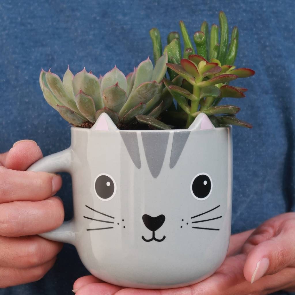 Succulents in a Grey Cat Mug Planter