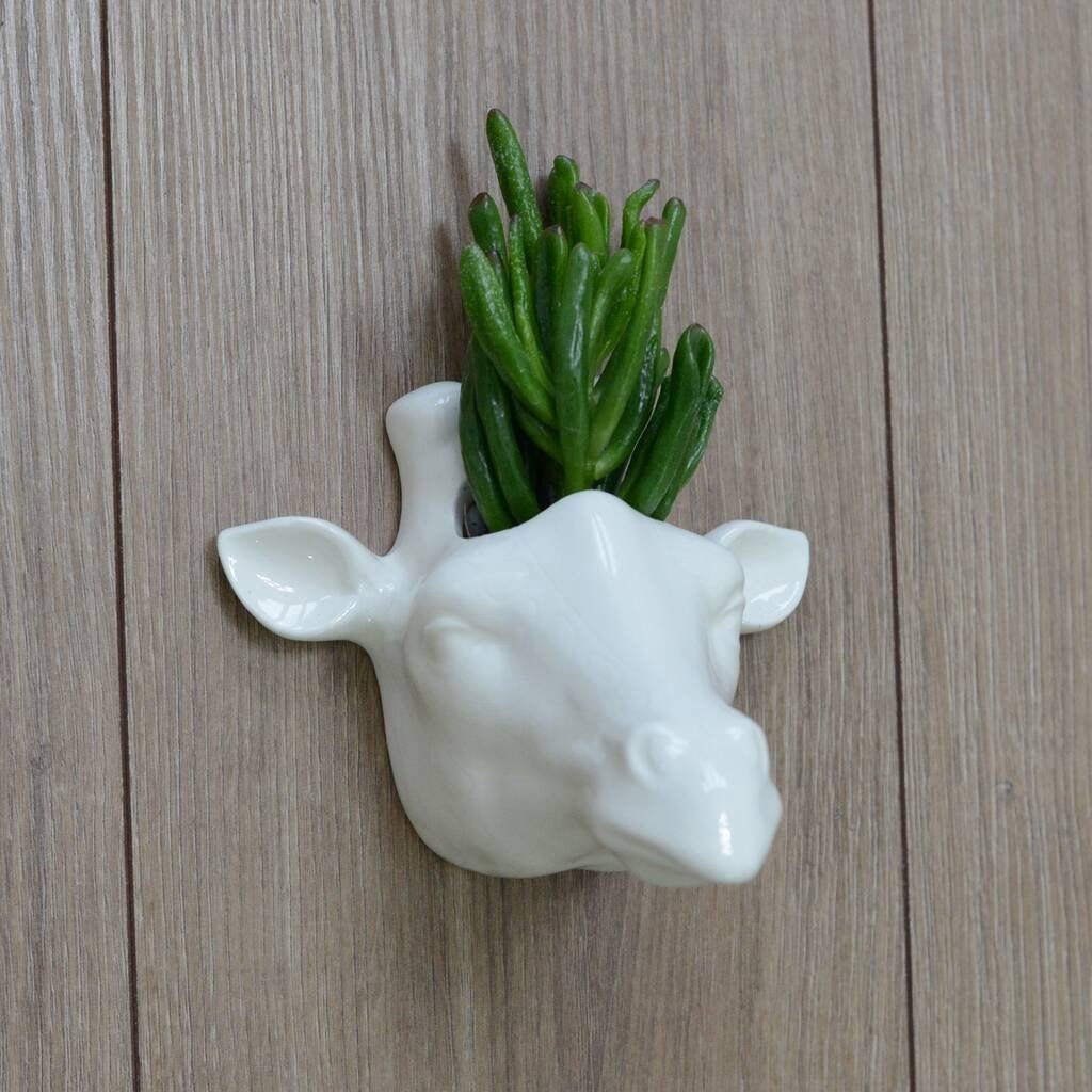 Giraffe Head Wall Hanging Planter With Succulent or Air Plant