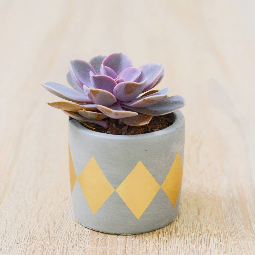 Gold Dip Concrete Plant Pot With a Succulent or Cactus