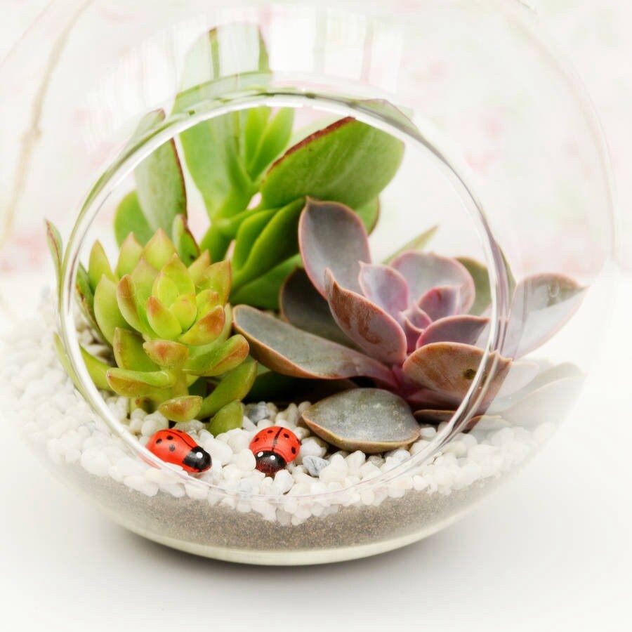 Succulent Terrarium in Glass Globe Hanging Vase