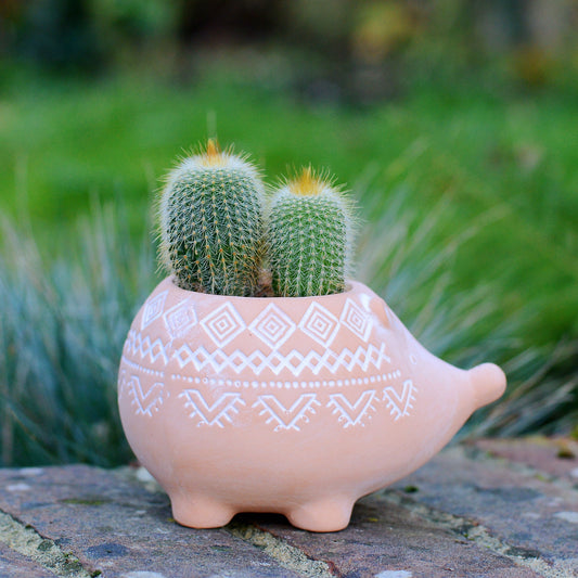 Terracotta Hedgehog Planter With a Succulent or Cactus