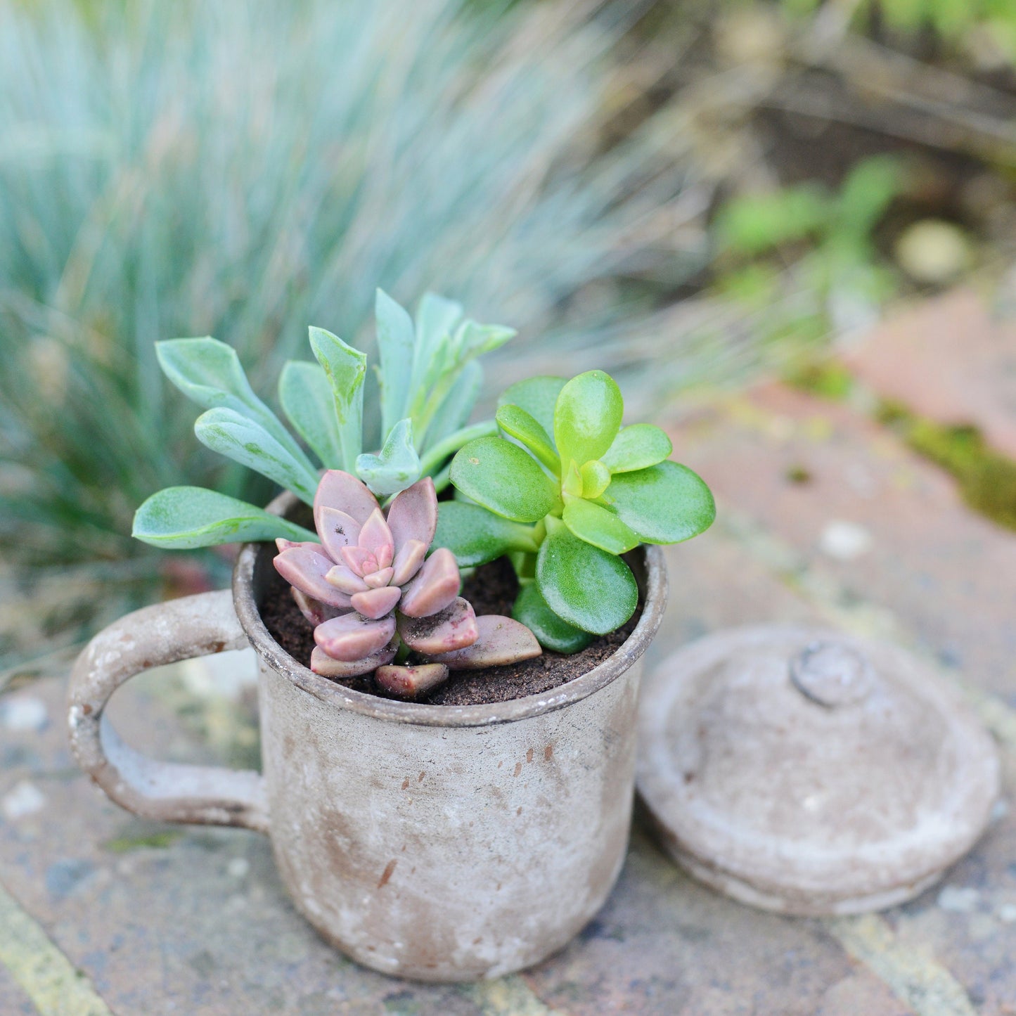 Cooking Pot Planter With Succulents