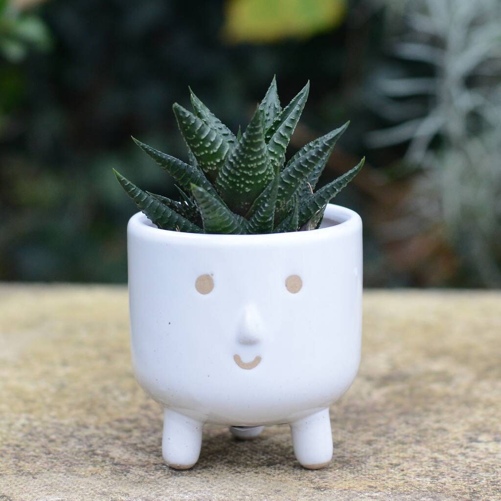 Grey Smiley Face Plant Pot With Choice of Plants