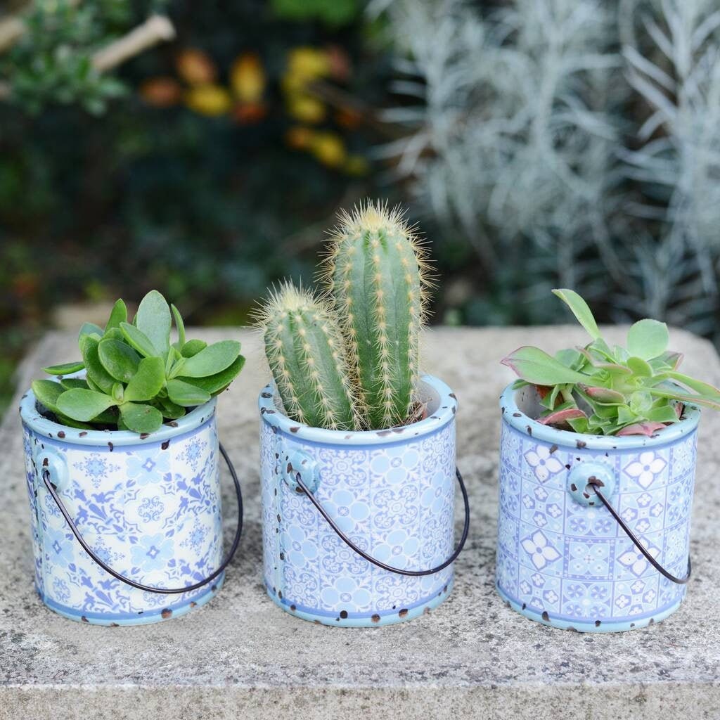 Set of Three Blue Small Planters With Succulents Or Cacti