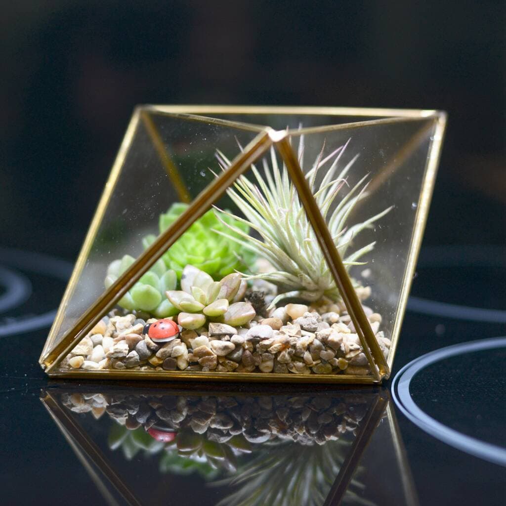 Succulent Air Plant Mixed Terrarium Kit in a Geometric Glass Vase