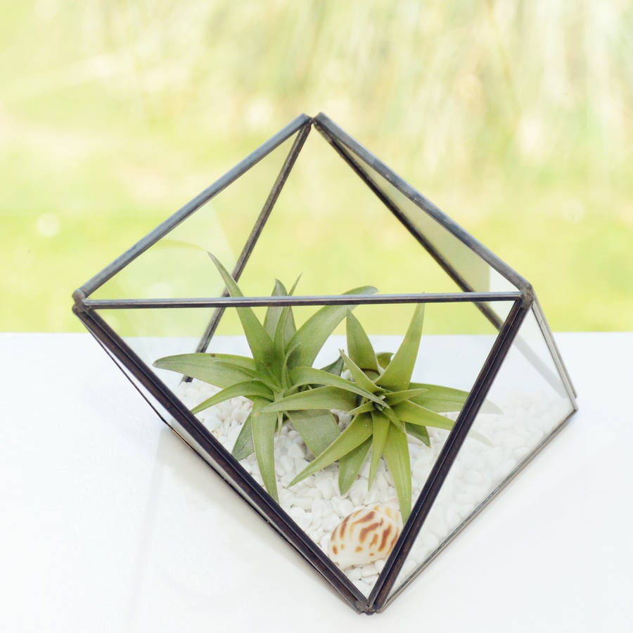 Geometric Glass Vase Air Planter Terrarium With a Shell