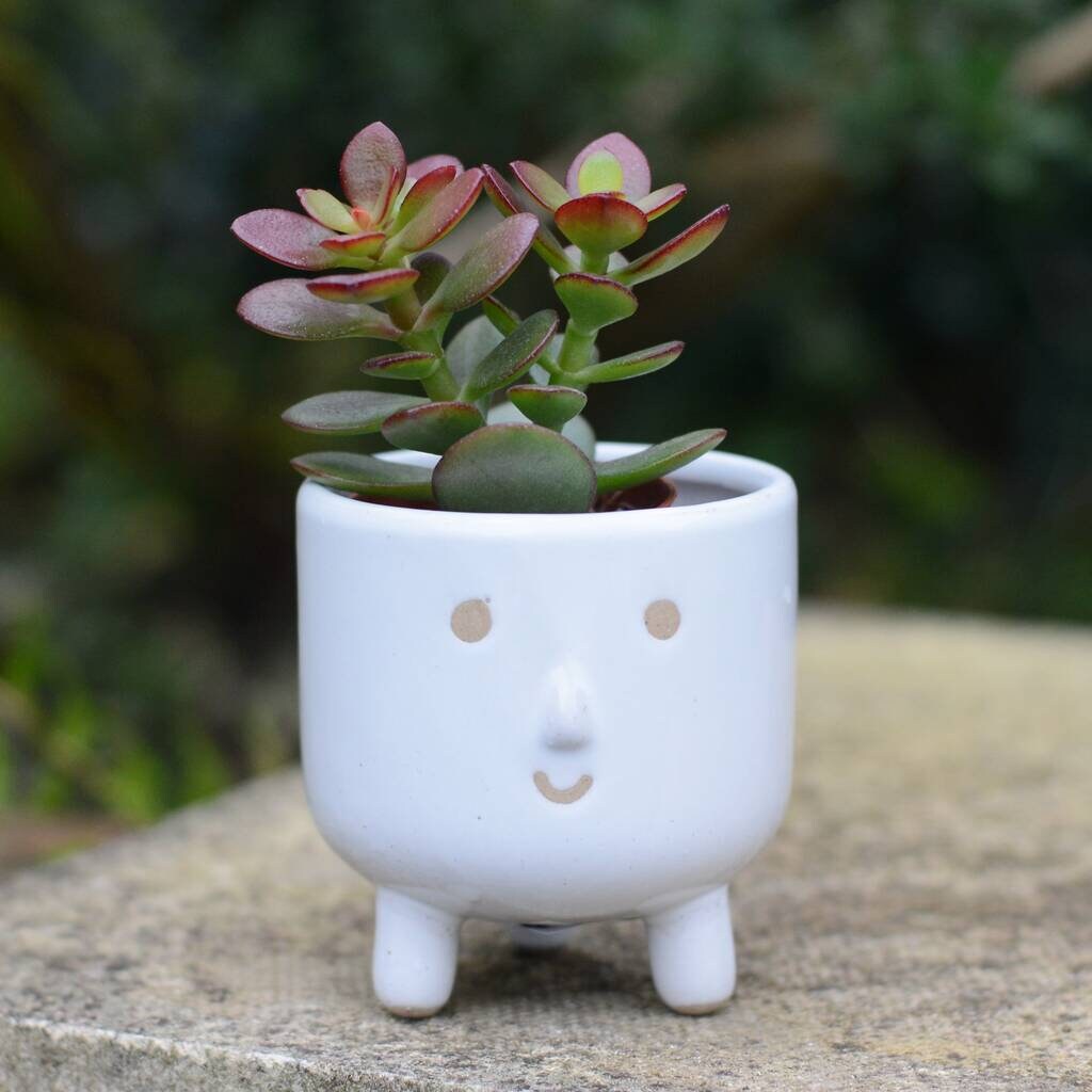 Grey Smiley Face Plant Pot With Choice of Plants