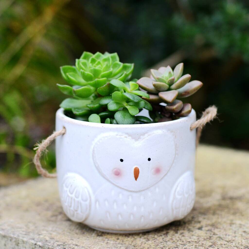Large Hanging Owl Planter With Choice Of Plant