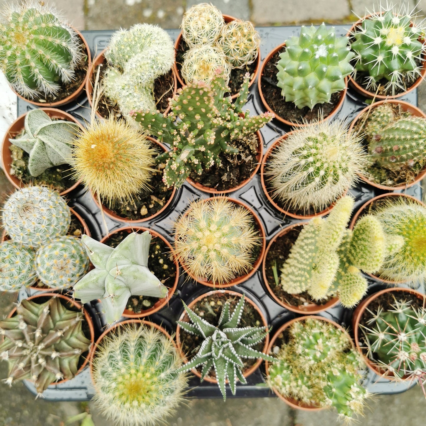 Cactus Cacti House Plants 5.5cm Pot Random Selection
