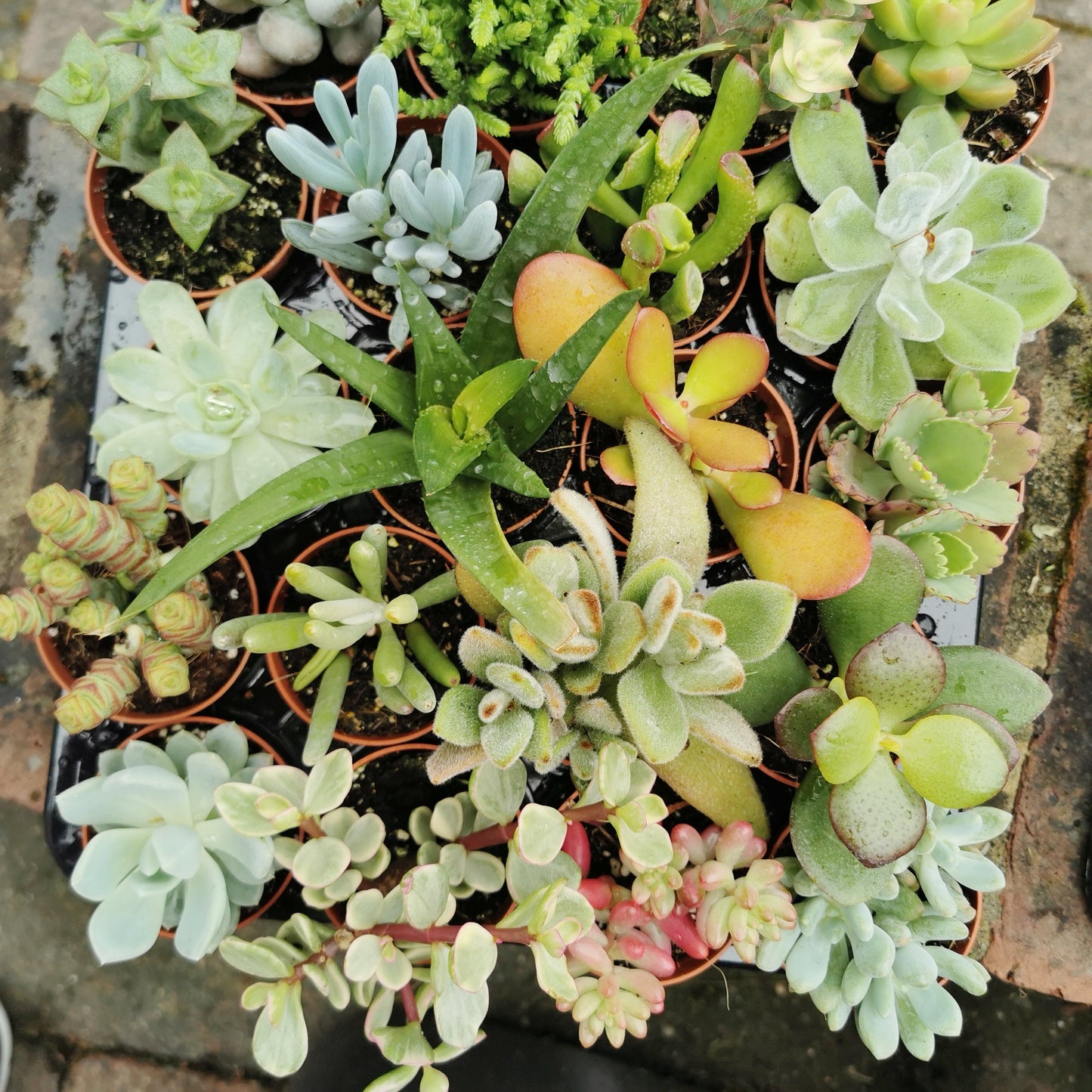Succulent House Plants 5.5cm Pot Random Selection
