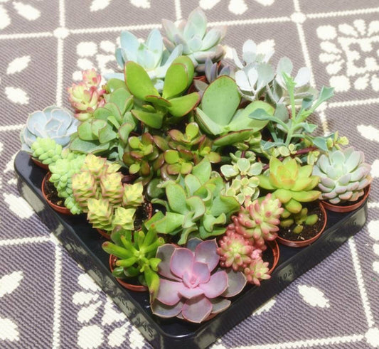 Succulent House Plants 5.5cm Pot Random Selection