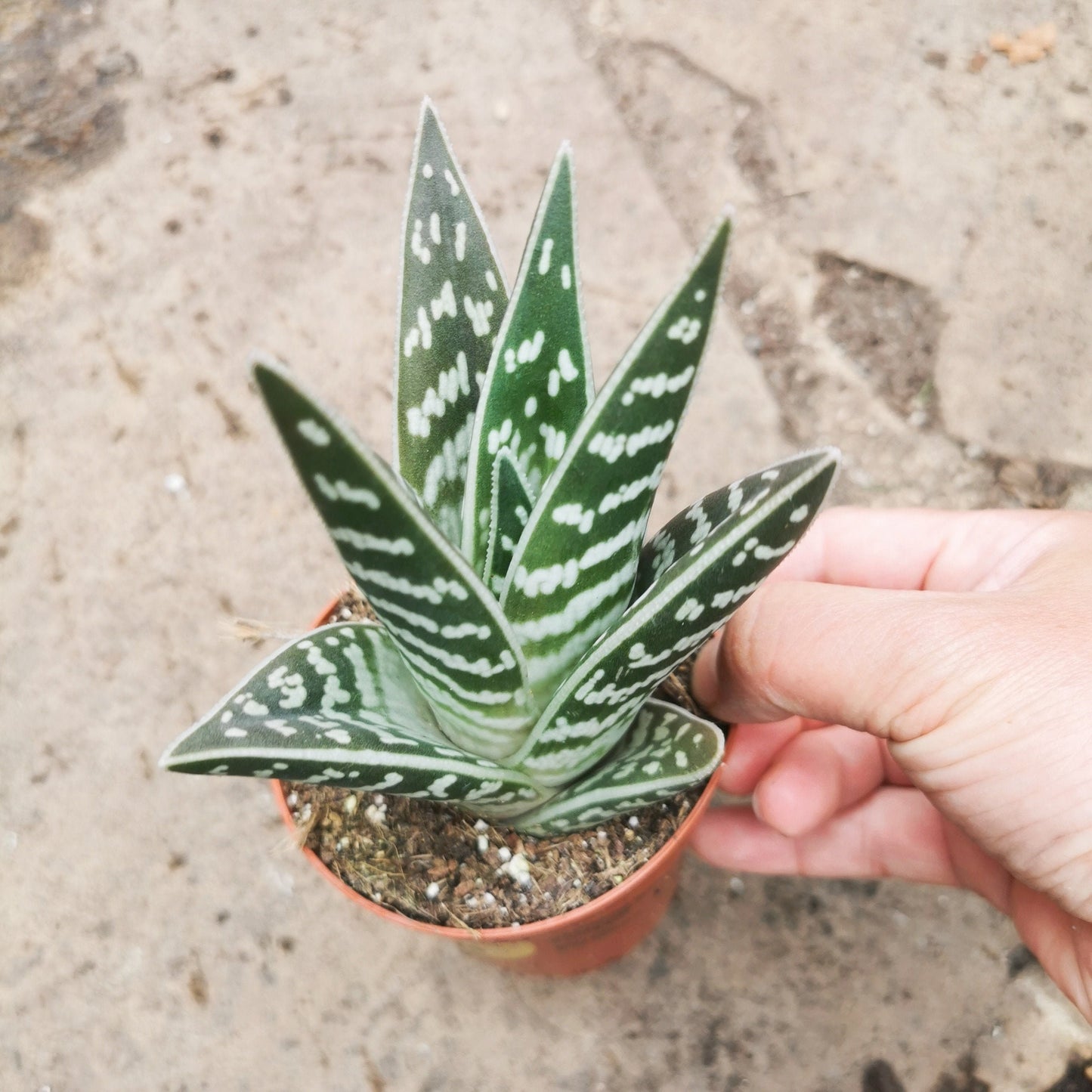 Aloe variegata Succulent Pot Size 8.5cm