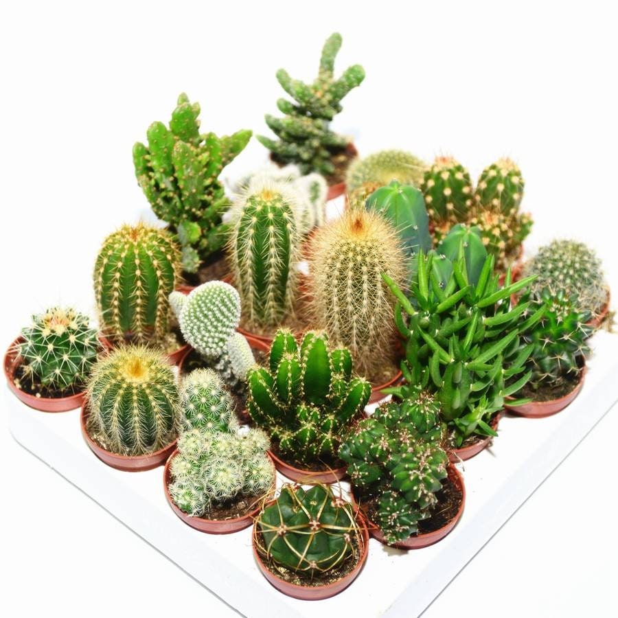 Cactus Cacti House Plants 5.5cm Pot Random Selection