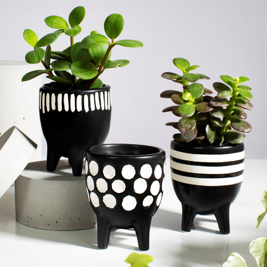 Set Of Three Scandi Little Planters With Succulents