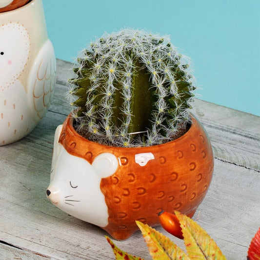 Hedgehog Planter With a Succulent or Cactus