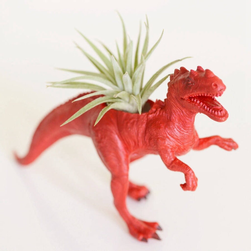 Ceratosaurus Dinosaur Planter With Choice Of Plant