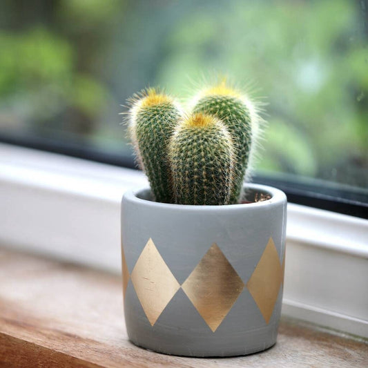 Gold Dip Concrete Plant Pot With a Succulent or Cactus